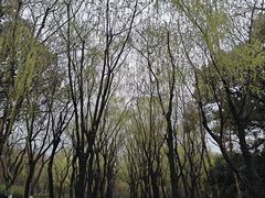 -柳浪闻莺公园