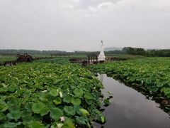 -荷塘月色湿地公园·向阳花洲