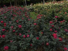 -人民公园(罗湖区)