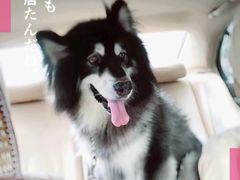 -PETKIT小佩宠物(古北店)