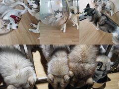 -Husky Go! 哈士奇体验馆·宠物咖啡厅狗咖