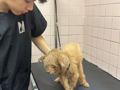-FAELING PETS美天灵宠物(富力广场店)