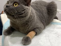-艾吉宠物医院·疑难杂症转诊中心·猫友好(碧江路院)