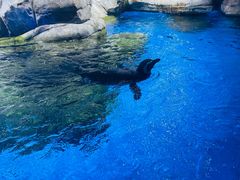 -上海海昌海洋公园