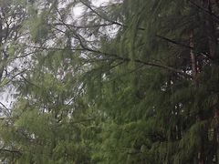 -重庆彩云湖湿地公园