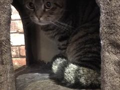 -喵园·猫主题咖啡厅·撸猫·猫咖(国贸店)