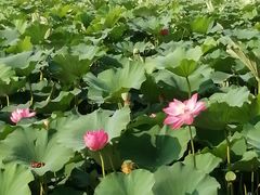 -大兴滨河森林公园