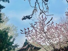 -桃花堤公园