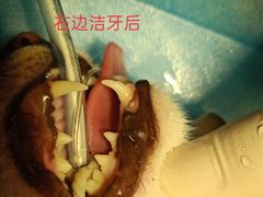 -咕噜咕噜宠物医院·CT·肿瘤科·骨科(前海院)