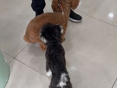 -佳雯宠物医院·皮肤科·内外科(春晓路分院)