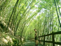 -铁山坪森林公园