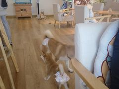 -柴犬小屋·柴餐厅·狗咖食堂(金鼎广场店)