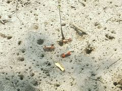 -东寨港红树林旅游区