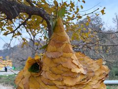 -千年银杏谷文化旅游区