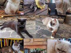 -喵屿·大理花园猫咖