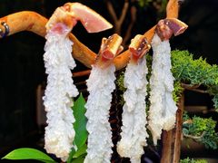 -蟹犇•帝王蟹雪蟹(陆家嘴店)