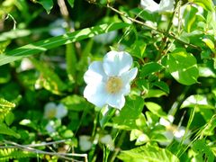 -瑞安圣井山景区