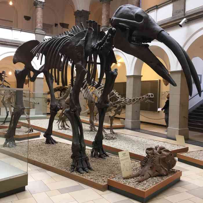 慕尼黑古生物博物馆图片