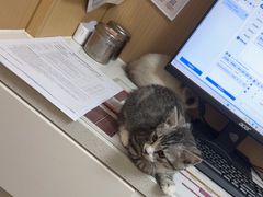 -瑞派康怡24h宠物医院·犬猫医疗中心·微创绝育(瑞景分院)