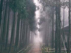 -玉苍山国家森林公园