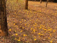 -南国桃园旅游度假区