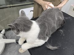 -爱洗澡的猫(天河路店)