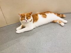 -飞行喵MR PILOT|猫舍·猫咖(静安大融城店)