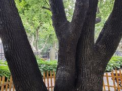 -徐家汇源景区-衡山公园