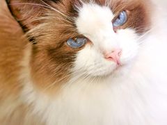 -豆逗聊愈猫阁Easy Life