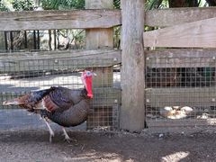 -费瑟代尔野生动物园