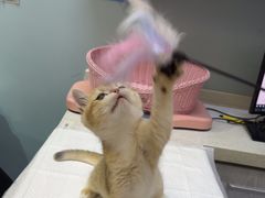 -纳吉亚猫专科动物医院·北北分院