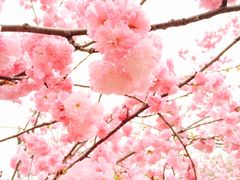 -天适樱花悠乐园