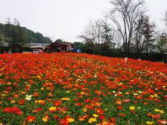 -铁山坪森林公园