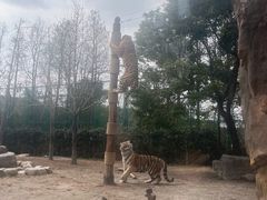 -上海野生动物园老虎餐厅
