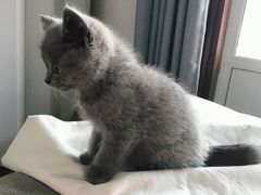 -喵zoo家庭繁育猫舍(尖东智能花园店)
