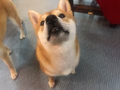 -柴源莊·柴小宠柴犬咖啡