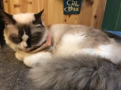-猫色咖啡·猫咖