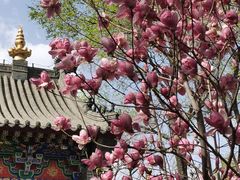 -护国法轮寺