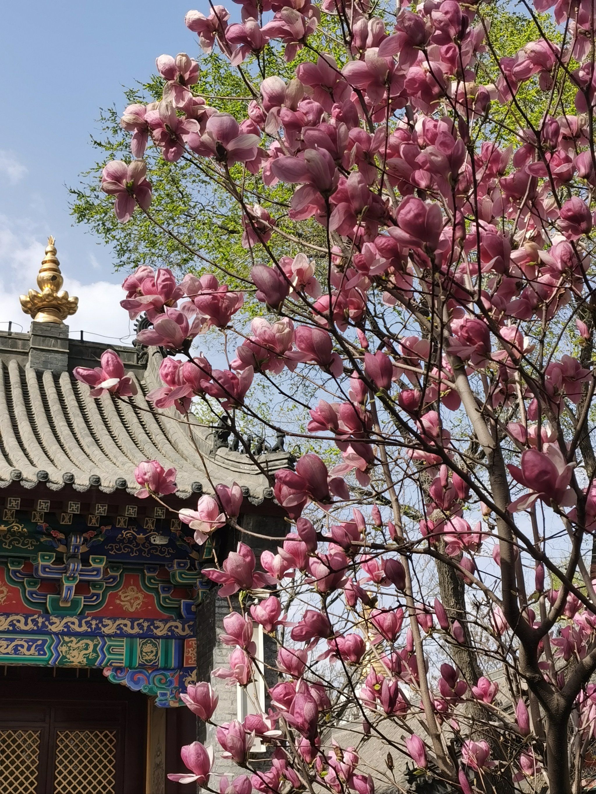 寺庙中的玉兰花开