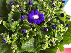 -龙大花卉苗木市场