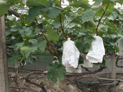 -马陆小张葡萄园农家乐