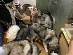 -Husky Go! 哈士奇体验馆·宠物咖啡厅狗咖