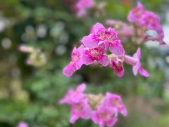 -香蜜公园