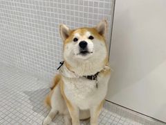 -柴务处·柴犬主题狗咖