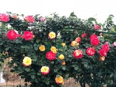 -呼吸森林·生态农庄农家乐私房菜