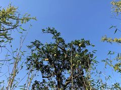 -三圣花乡旅游区