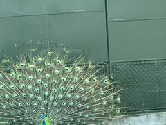 -上海野生动物园