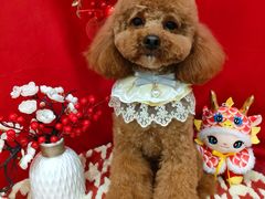 -Pets First伊珊娜洗护·精致美容·家庭式寄养(新会路店)