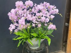 -双季花艺园艺市场(浦东店)