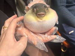 -肆月河豚·淮扬菜·湘菜(华天店)